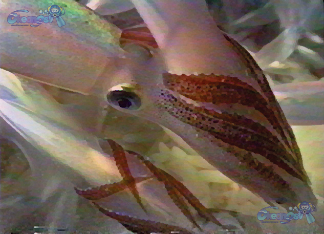 okeanos fine art prints/mating squid